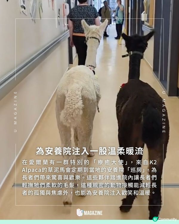 草泥馬們到安養院巡房？在愛爾蘭山上與安養院傳遞幸福
