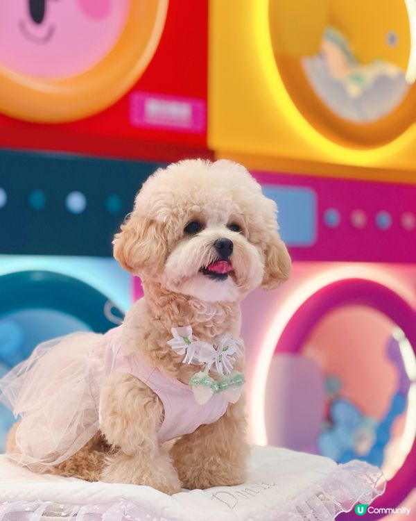 𝙏𝙃𝙀 𝙊𝙉𝙀 𝙭 𝙊𝙋𝘼𝙉𝘾𝙃𝙐 𝙐𝙎𝘼𝙂𝙄夏日泡泡