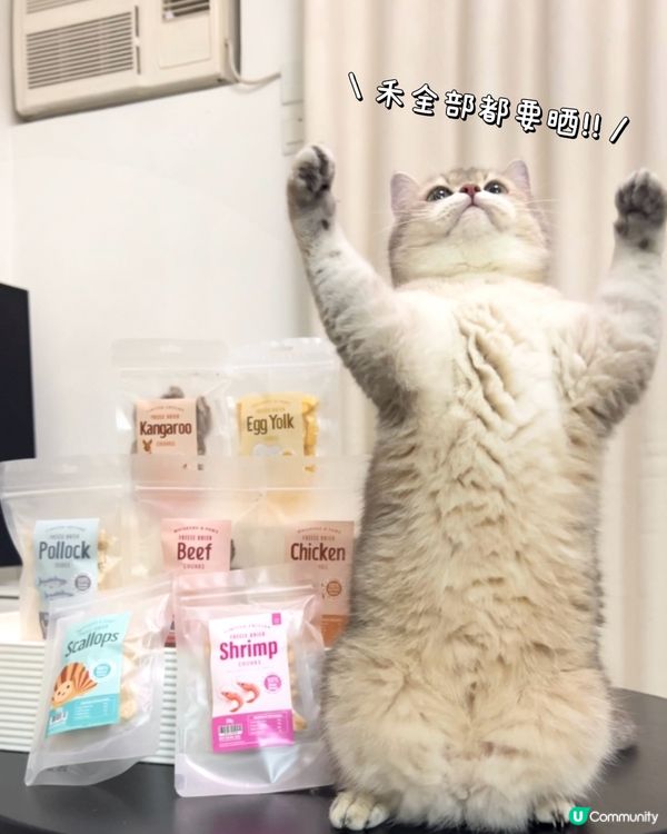 喵🐱今日食左帶子凍乾啦！聽日換邊一款凍乾食好呢？？😋