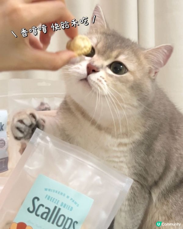 喵🐱今日食左帶子凍乾啦！聽日換邊一款凍乾食好呢？？😋