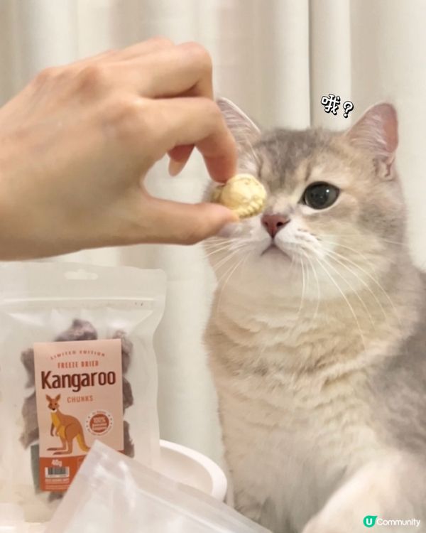 喵🐱今日食左帶子凍乾啦！聽日換邊一款凍乾食好呢？？😋