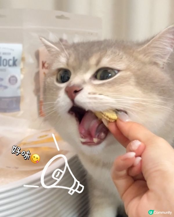 喵🐱今日食左帶子凍乾啦！聽日換邊一款凍乾食好呢？？😋