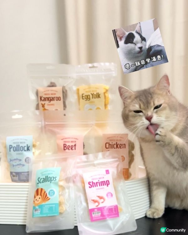 喵🐱今日食左帶子凍乾啦！聽日換邊一款凍乾食好呢？？😋