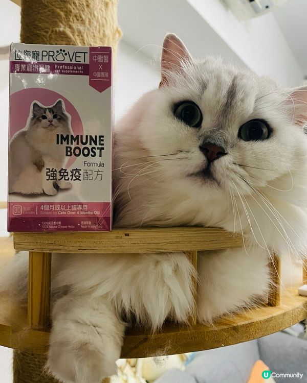 主子健康靠呢啲！💪🏻 位您寵靈芝免疫配方介紹！🐱