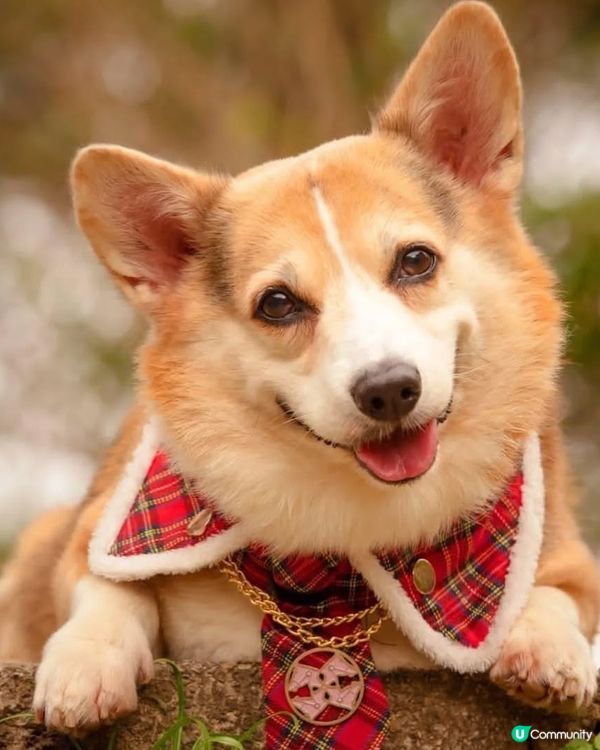 狗狗歌《回家》上架！😭 領養故事超感人！🐶❤️