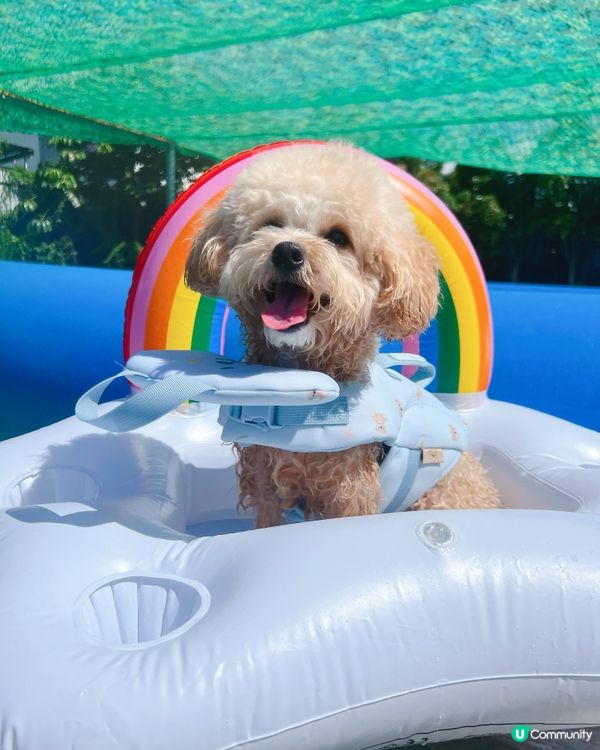 狗狗放電好去處🫧