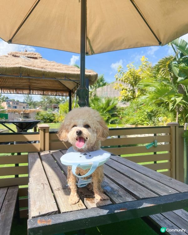 狗狗放電好去處🫧