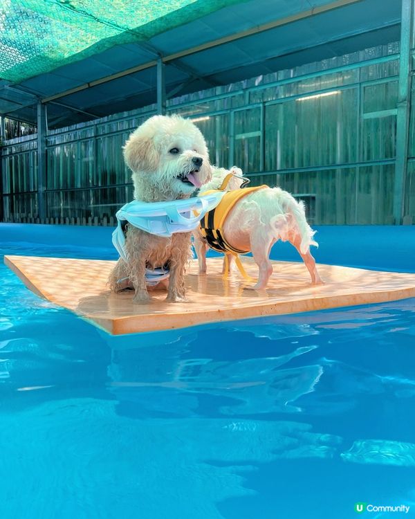 狗狗放電好去處🫧