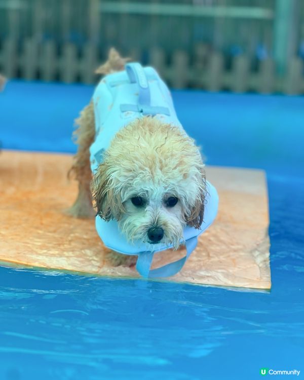 狗狗放電好去處🫧