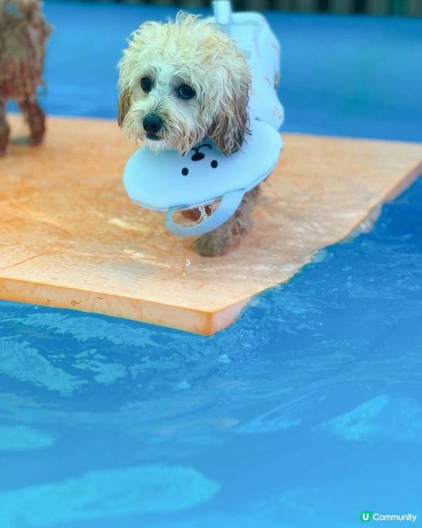 狗狗放電好去處🫧