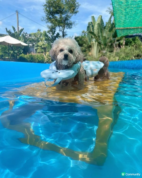 狗狗放電好去處🫧