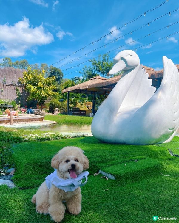 狗狗放電好去處🫧