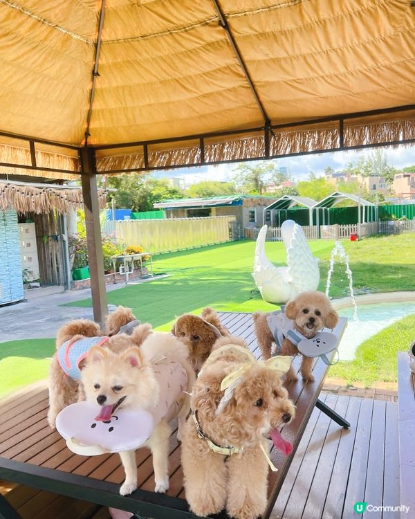 狗狗放電好去處🫧