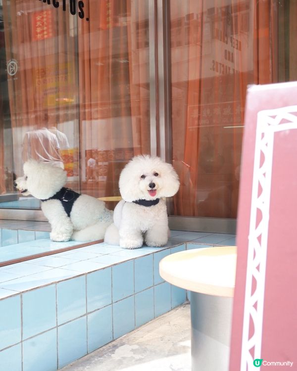 韓式咖啡店登陸港島！毛孩都啱🐶☕️