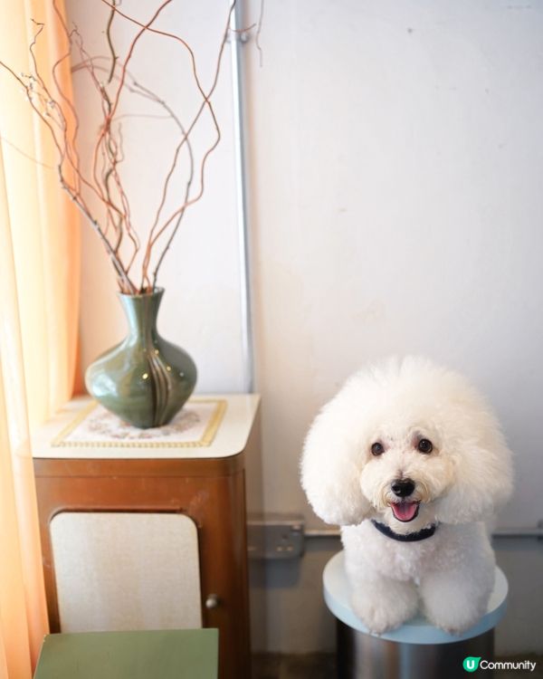 韓式咖啡店登陸港島！毛孩都啱🐶☕️