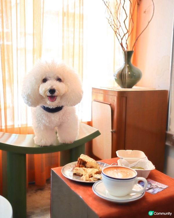 韓式咖啡店登陸港島！毛孩都啱🐶☕️