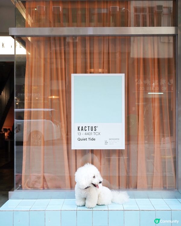 韓式咖啡店登陸港島！毛孩都啱🐶☕️