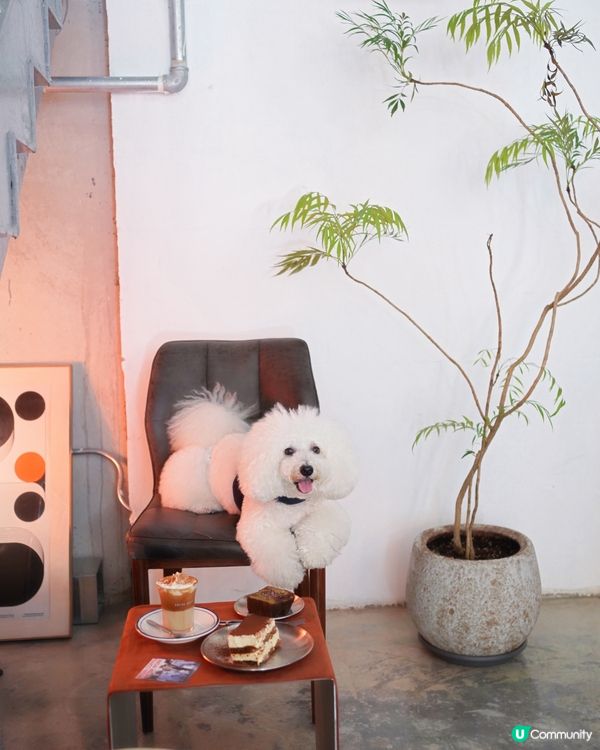 韓式咖啡店登陸港島！毛孩都啱🐶☕️