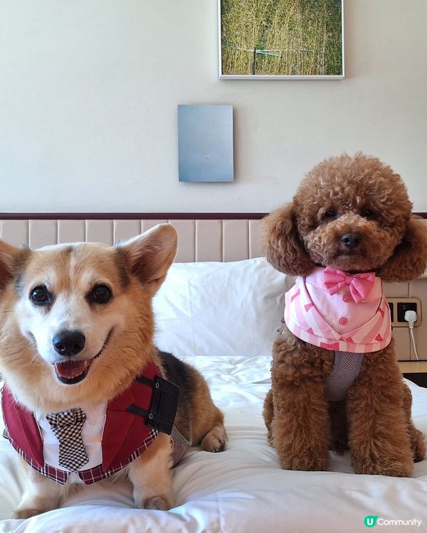 四色雪糕+海景房！Tobey生日快樂🥳🎂