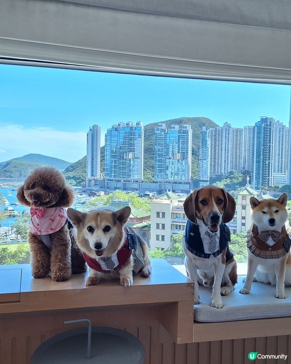 四色雪糕+海景房！Tobey生日快樂🥳🎂