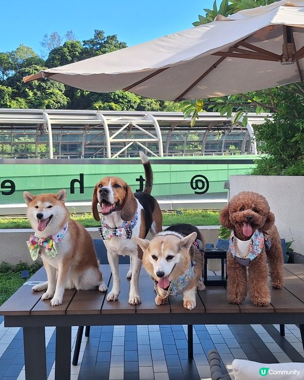 四色雪糕+海景房！Tobey生日快樂🥳🎂