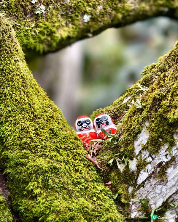 勝尾寺+箕面瀑布