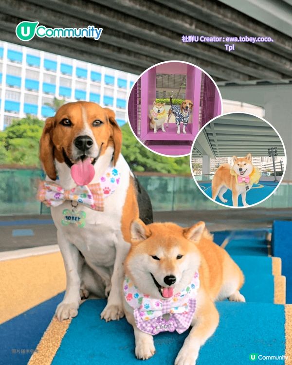寵物好去處2025｜港島區寵物友善商場推介 全新寵物公園/一站式寵物玩樂區
