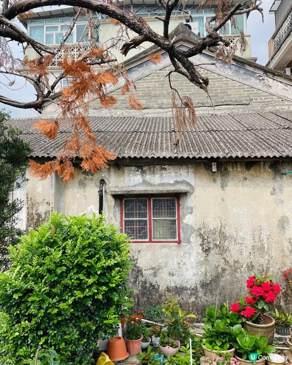 錦田散策遊！古蹟美食📸，打卡一流！