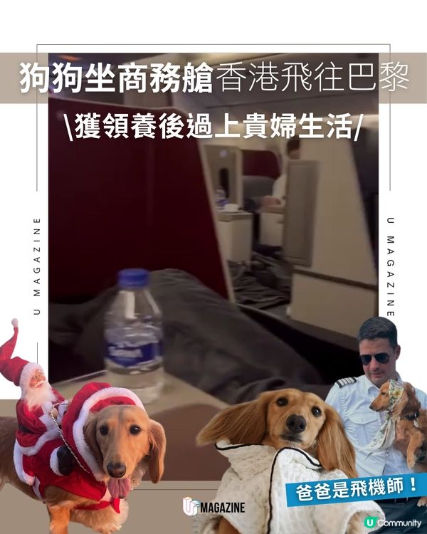 狗狗坐商務艙香港飛往巴黎 獲領養後過上貴婦生活  