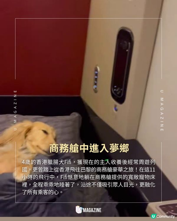 狗狗坐商務艙香港飛往巴黎 獲領養後過上貴婦生活  