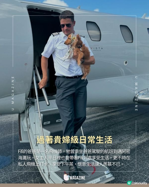 狗狗坐商務艙香港飛往巴黎 獲領養後過上貴婦生活  