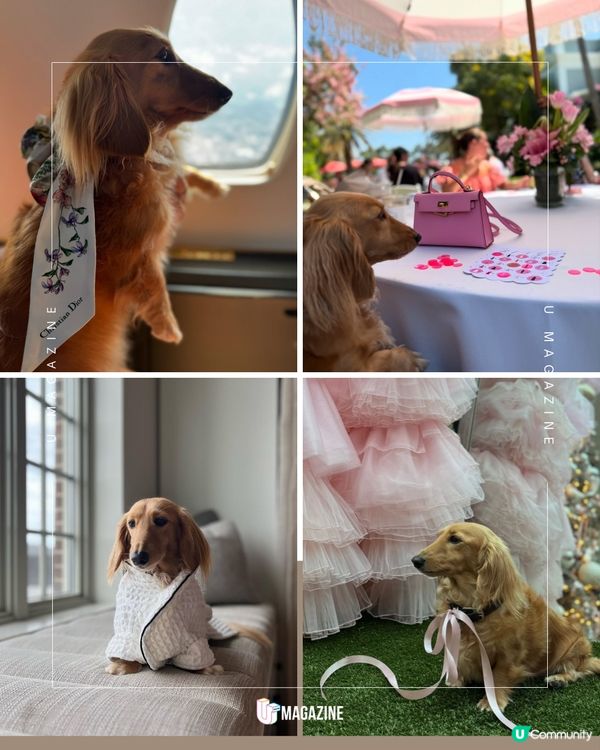 狗狗坐商務艙香港飛往巴黎 獲領養後過上貴婦生活  