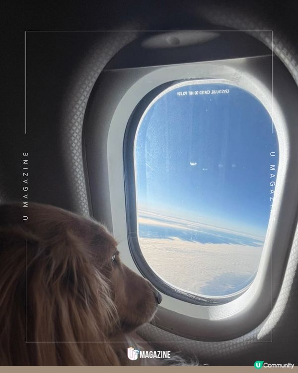 狗狗坐商務艙香港飛往巴黎 獲領養後過上貴婦生活  