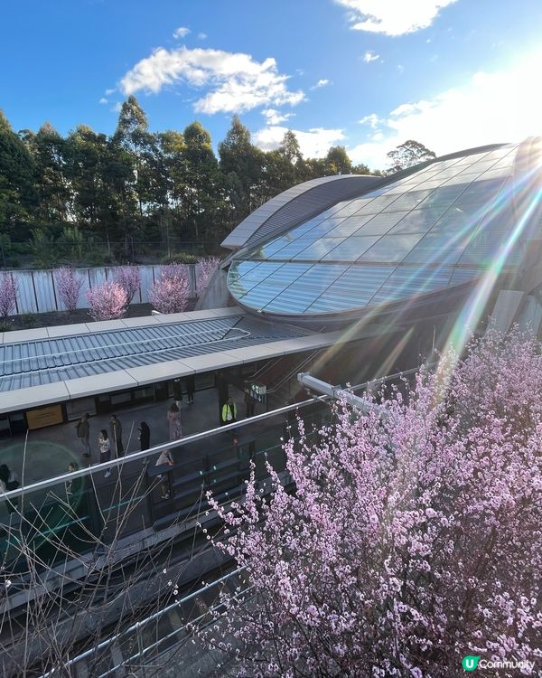 ✈️小編出走：九月都一樣可以睇櫻花🌸？