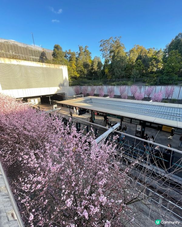 ✈️小編出走：九月都一樣可以睇櫻花🌸？