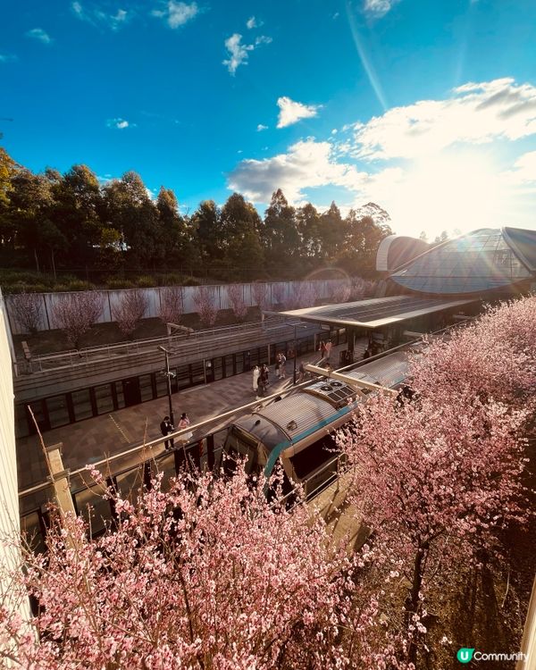 ✈️小編出走：九月都一樣可以睇櫻花🌸？