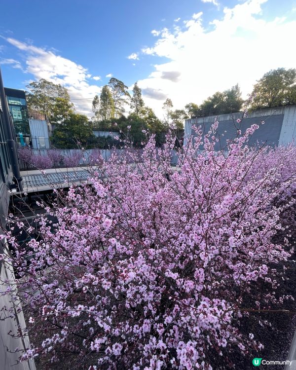 ✈️小編出走：九月都一樣可以睇櫻花🌸？