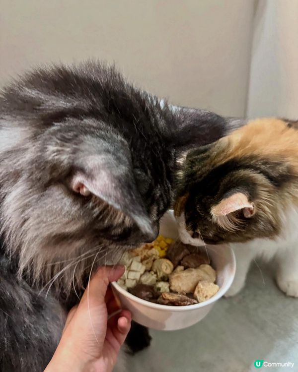 Whiskers N Paws寵物凍乾零食放題！主子試食報告😸