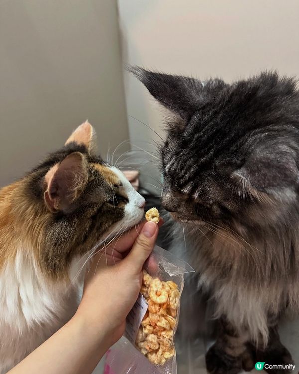 Whiskers N Paws寵物凍乾零食放題！主子試食報告😸