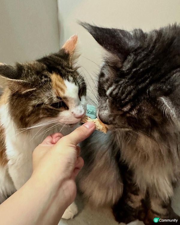 Whiskers N Paws寵物凍乾零食放題！主子試食報告😸