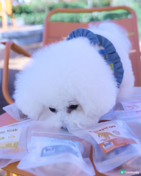 一口入魂！寵物凍乾零食🤤 限量版！你買左比主子未？