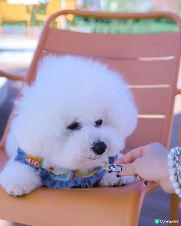 一口入魂！寵物凍乾零食🤤 限量版！你買左比主子未？