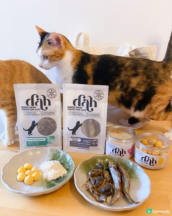 進貢貓貓主子大分享～💁🏽‍♀️