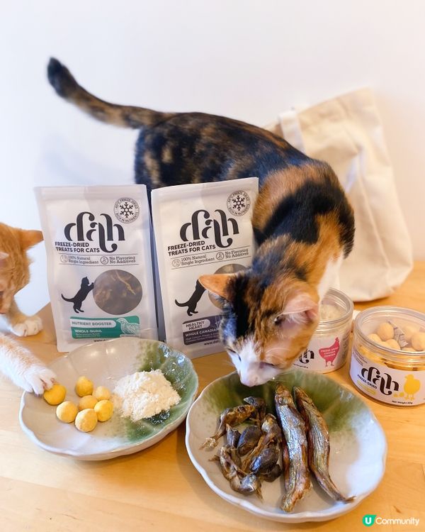 進貢貓貓主子大分享～💁🏽‍♀️