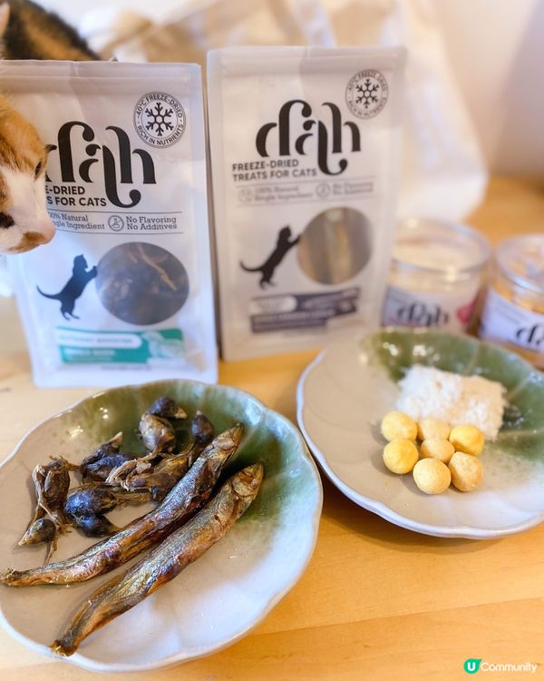 進貢貓貓主子大分享～💁🏽‍♀️