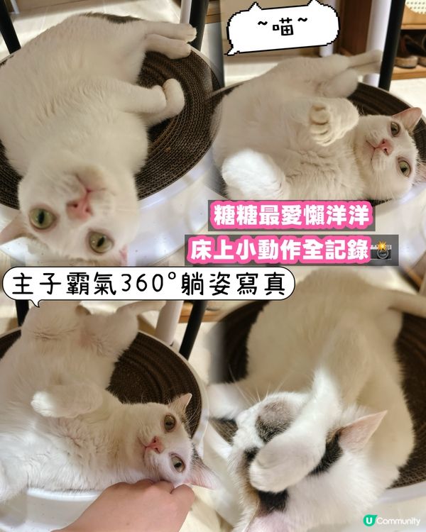 貓奴注意⚠️糖糖教你如何成為「寵物社群」人氣王👑