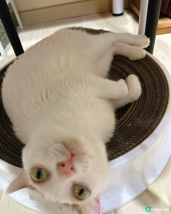 貓奴注意⚠️糖糖教你如何成為「寵物社群」人氣王👑