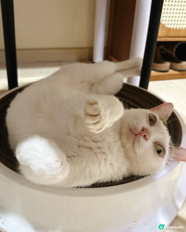 貓奴注意⚠️糖糖教你如何成為「寵物社群」人氣王👑