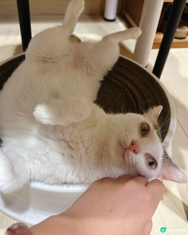 貓奴注意⚠️糖糖教你如何成為「寵物社群」人氣王👑