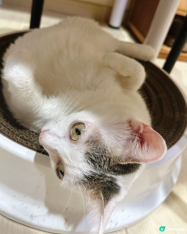 貓奴注意⚠️糖糖教你如何成為「寵物社群」人氣王👑